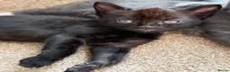 Mixed Breed cats for sale: 4 beautiful kittens  - Advert 4