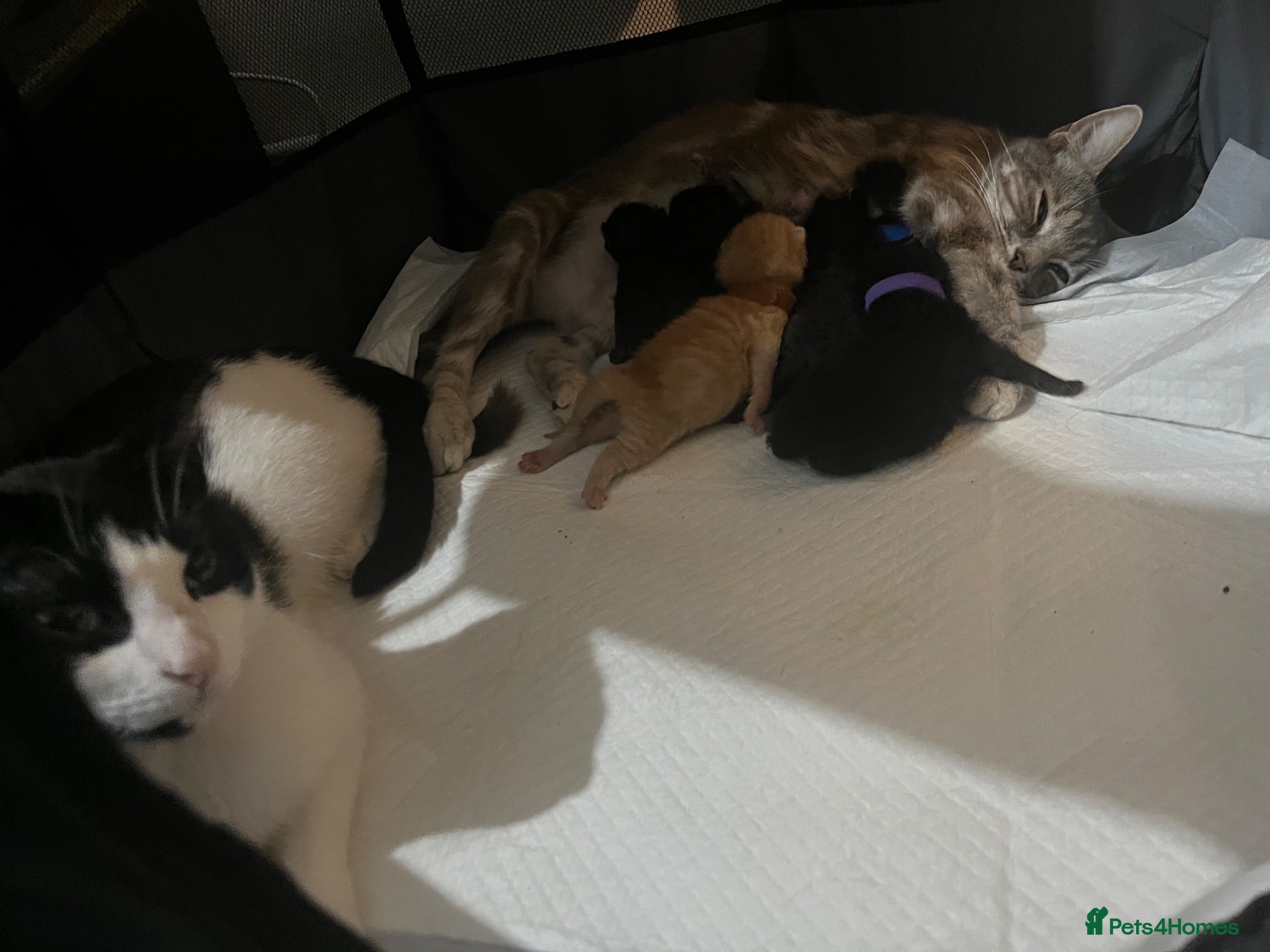 Mixed Breed cats Kittens - Advert 3