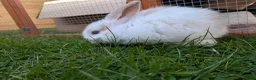 Mixed Breed rabbits for sale: Dutch x French Lop babies - Advert 5