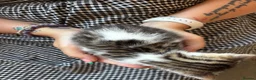 Bengal cats for sale: Bengal cross boy - Advert 3