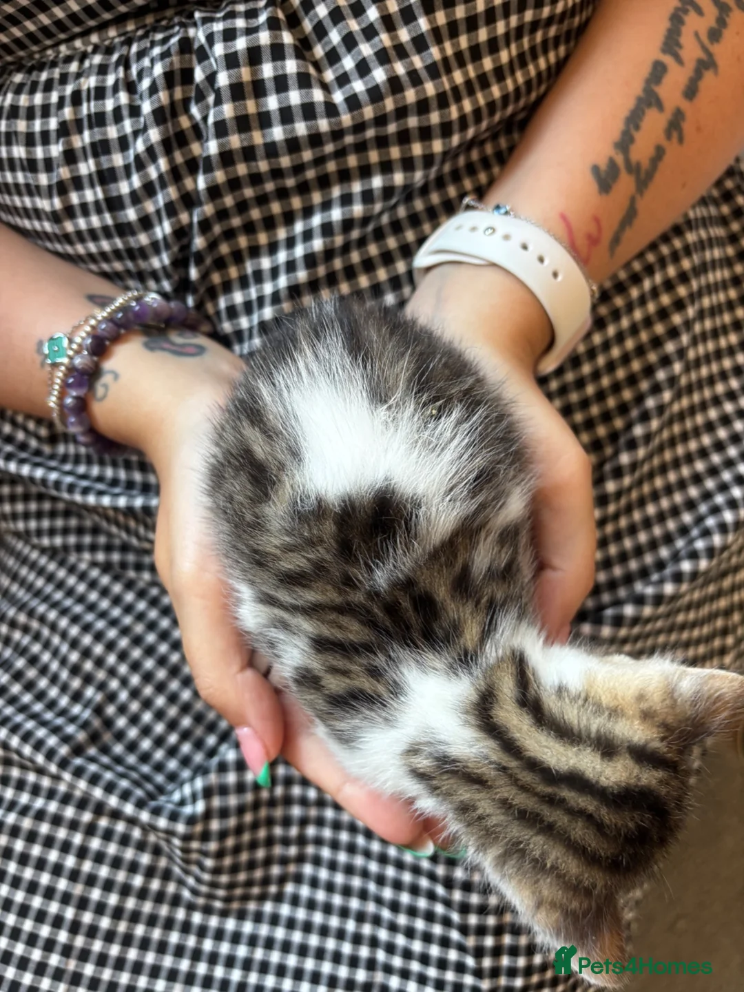 Bengal cats for sale: Bengal cross boy - Advert 3