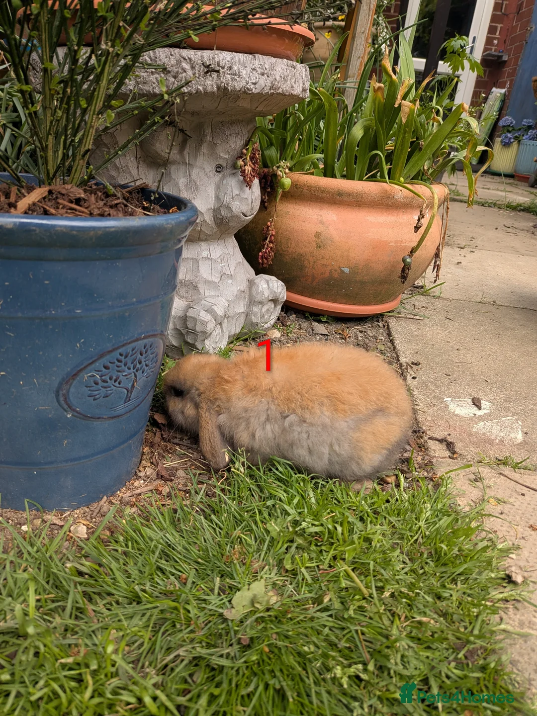 Mini Lop rabbits for sale: Mini Lip Bunnies in Sheffield - Advert 2