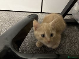 Bengal cats Male Ginger Bengal kitten Available - Advert 6