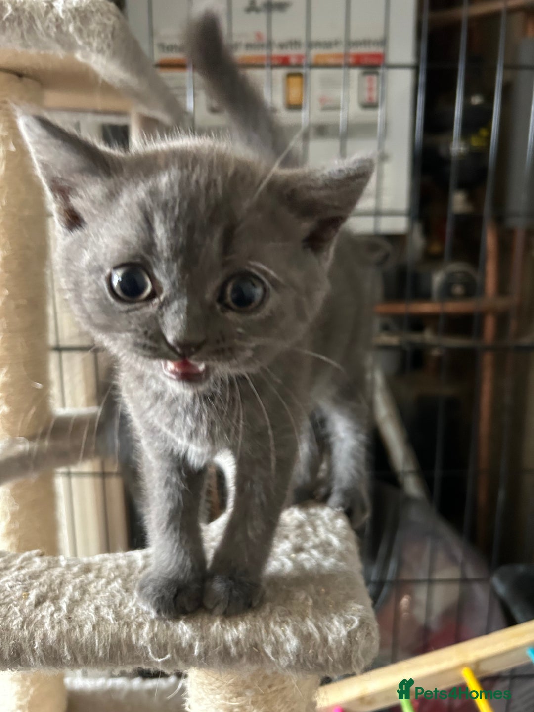 British Shorthair cats for sale: Gorgeous Blue British Shorthairs  - Image 17