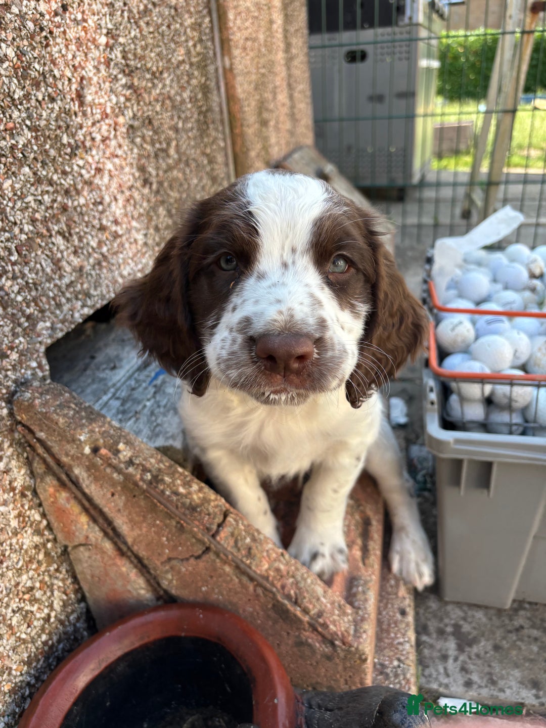 English Springer Spaniel dogs for sale: KENNEL CLUB Pedigree Springer Spaniel Puppies - Image 4