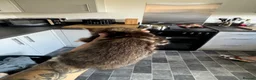 Mixed Breed cats for sale: 4 beautiful kittens - Advert 6