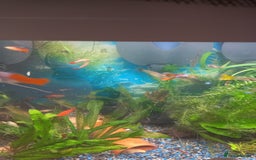 Live Bearers fish for sale: Guppies live bearers - Image 2