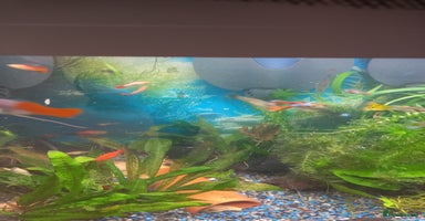 Live Bearers fish - Advert 16