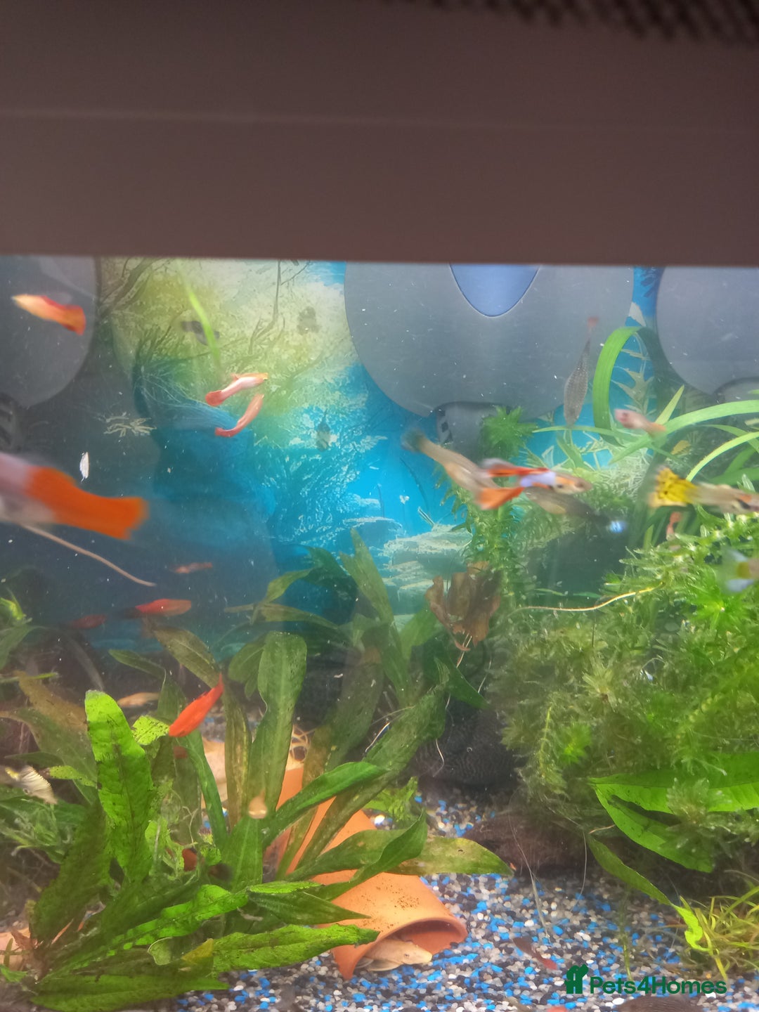 Live Bearers fish for sale: Guppies live bearers - Image 2