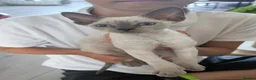 Devon Rex cats for sale: Re-homed Devon Rex point💙blue eyes💙  - Advert 22