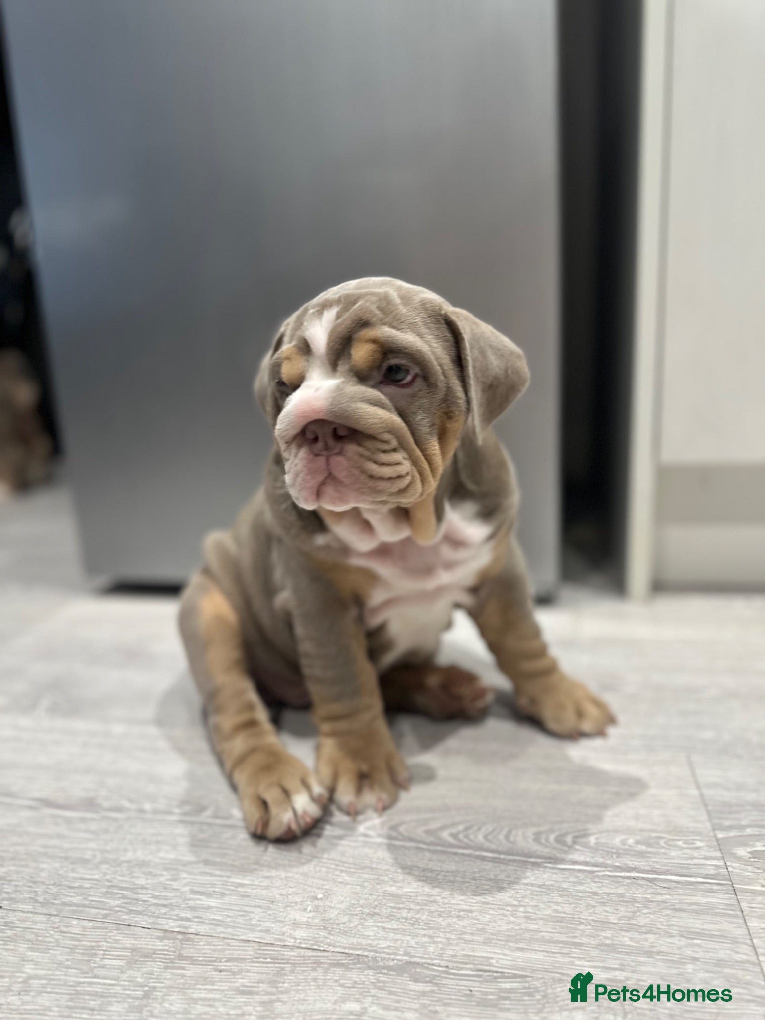 English Bulldog dogs 4 stunning unique KC registered coloured pups - Advert 3