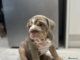 English Bulldog dogs 4 stunning unique KC registered coloured pups - Advert 3
