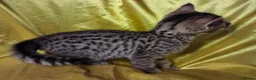 Savannah cats for sale: Super spotty Savannah kittens - Advert 9