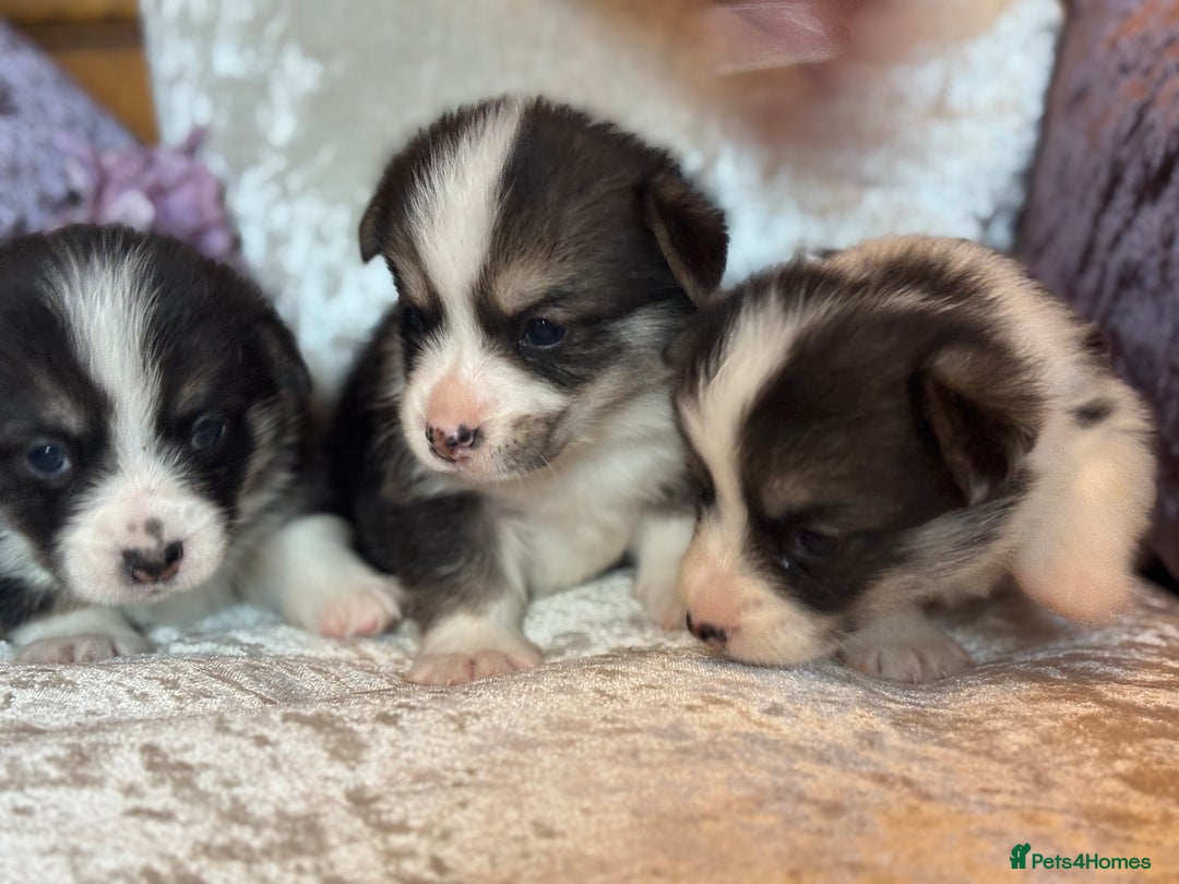 Welsh Corgi Pembroke dogs for sale: Pedigree, health tested parents, licensed breeder - Image 19