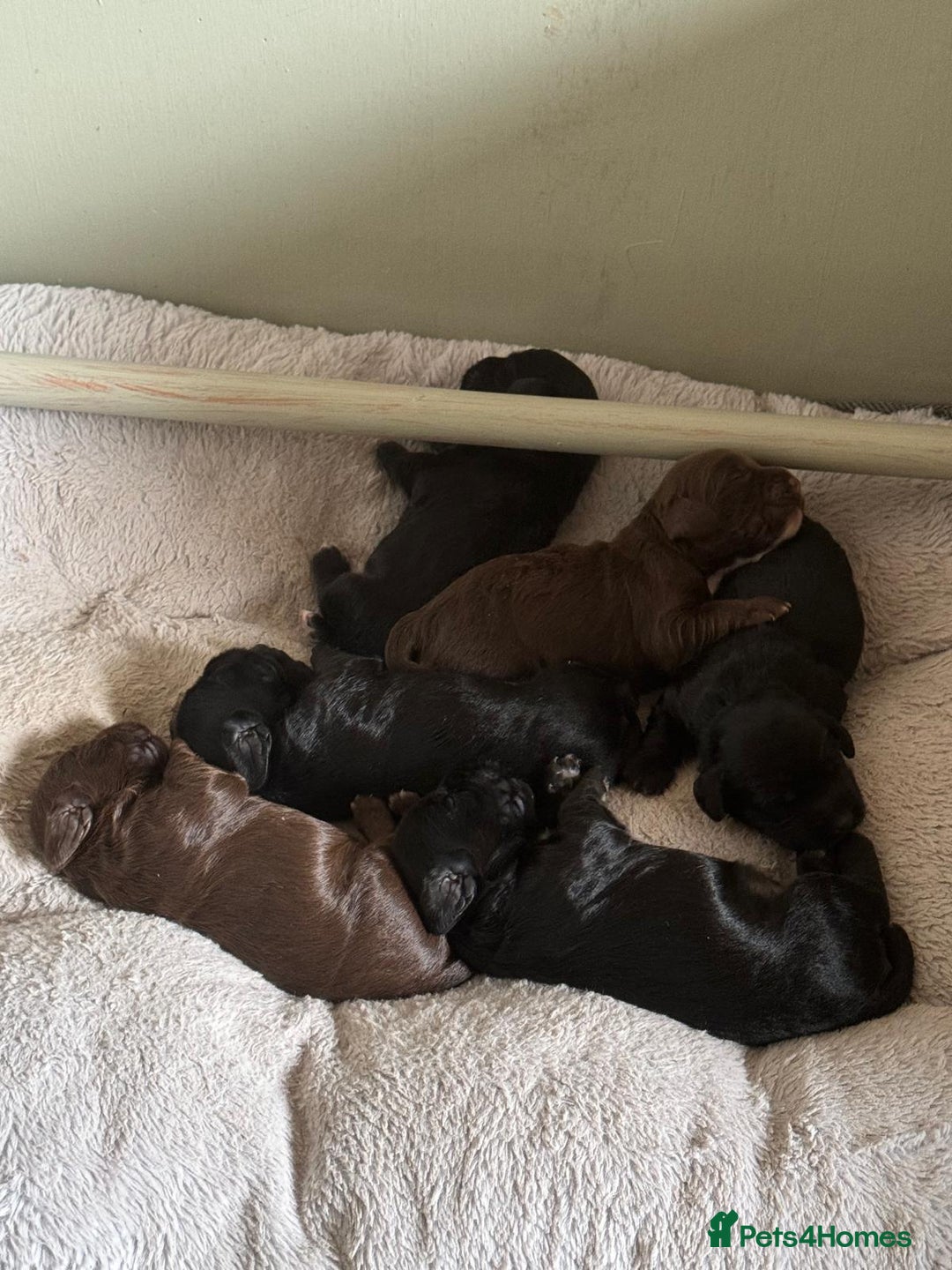 Cocker Spaniel dogs for sale: Beautiful Working Cocker Puppies - FTCh sired - Advert 6