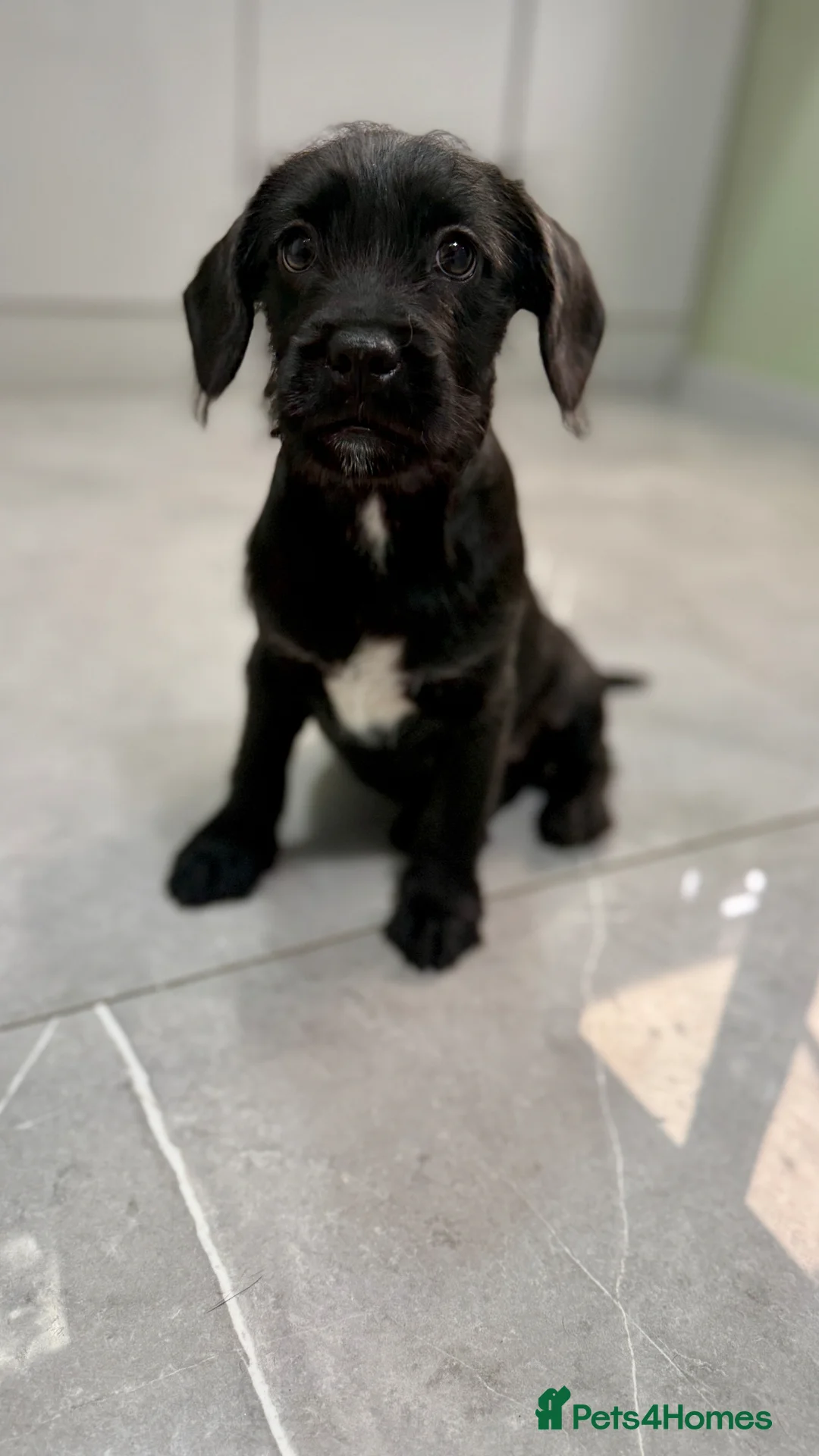 Mixed Breed dogs for sale: Last one girl for sale - Advert 1