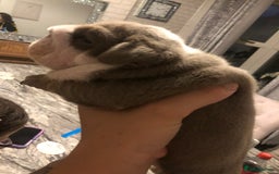 English Bulldog dogs for stud: Chocolate and tan stud includes 2 ai in Walsall - Image 10