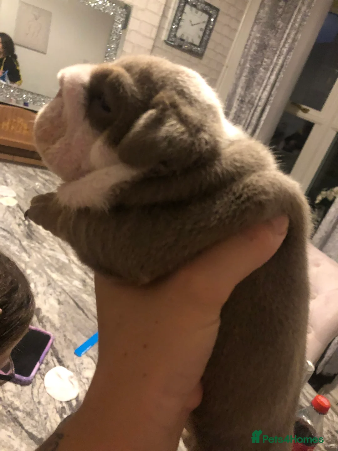 English Bulldog dogs for stud: Chocolate and tan stud includes 2 ai in Walsall - Advert 10