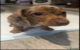 Miniature Dachshund dogs for sale: Miniature Dachshunds  - Image 7