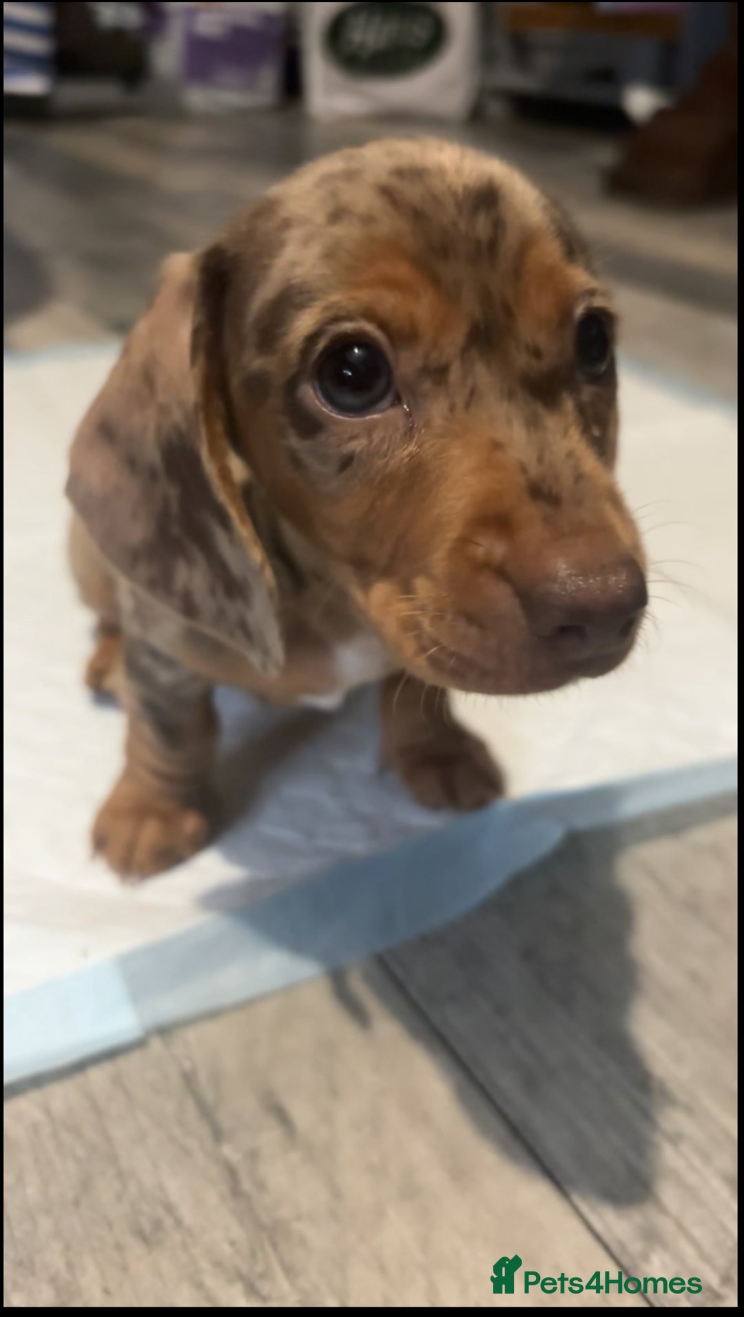 Miniature Dachshund dogs for sale: Miniature Dachshunds  - Image 7