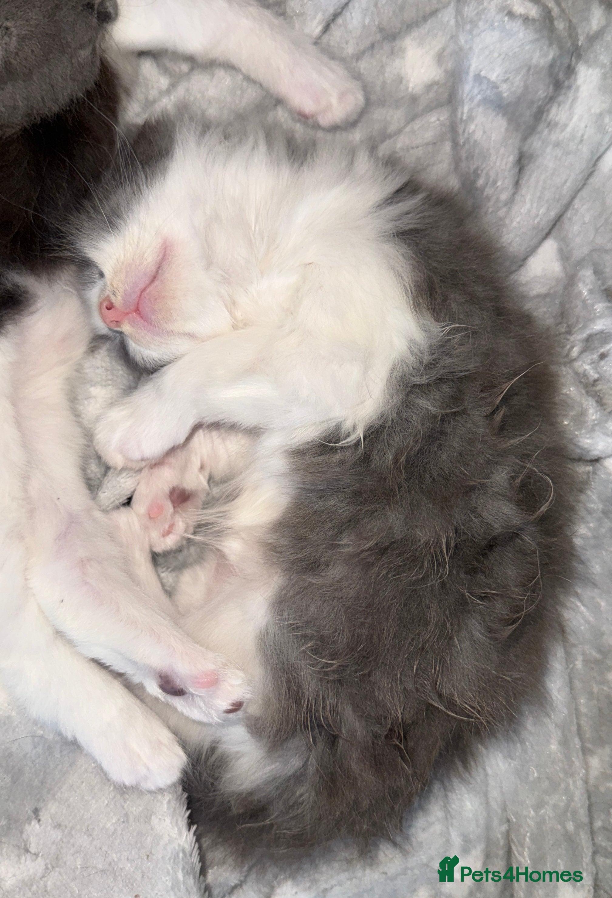Mixed Breed cats for sale: Mixed Domestic Long Hair Kittens - 2 Girls & 1 Boy - Advert 2
