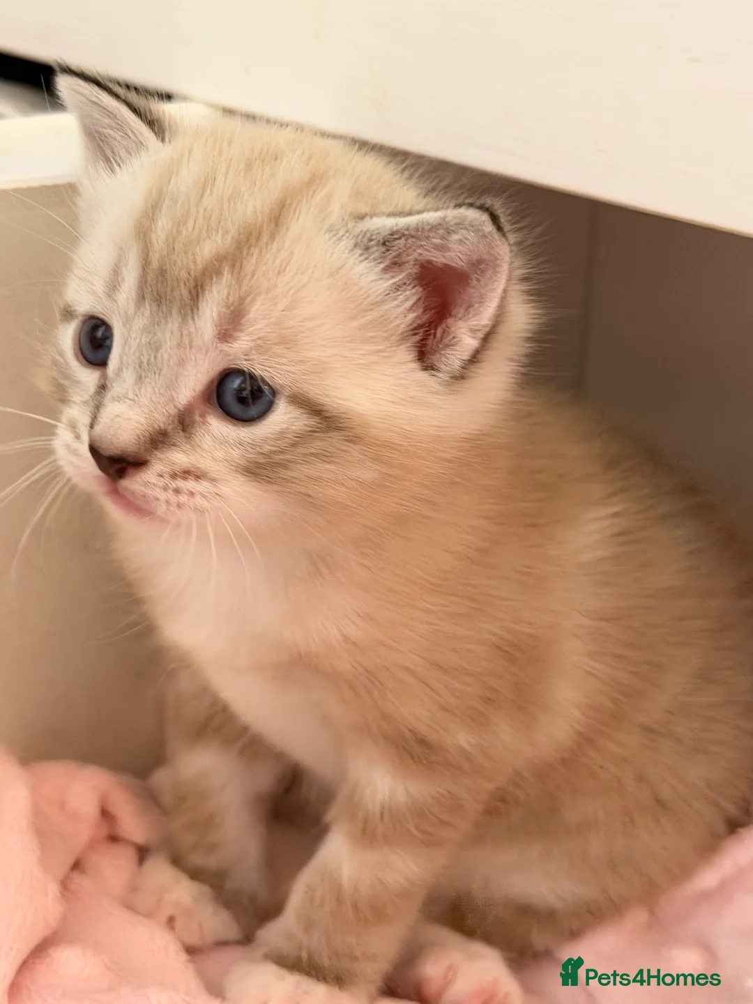 Mixed Breed cats for sale: Gorgeous kittens looking for new homes - Advert 10