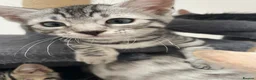 Bengal cats for sale: Bengal X READY NOW  - Advert 18