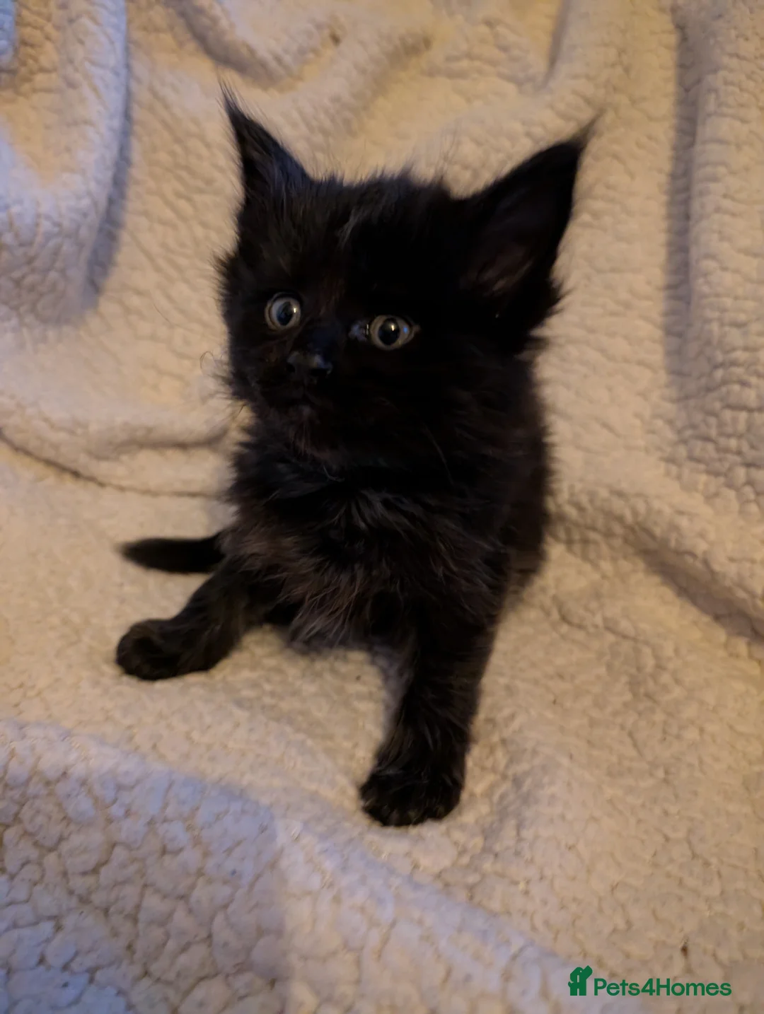 Maine Coon cats for sale: 5 Beautiful Maine Coon kittens  - Advert 2