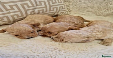 Cavapoochon dogs - Advert 12