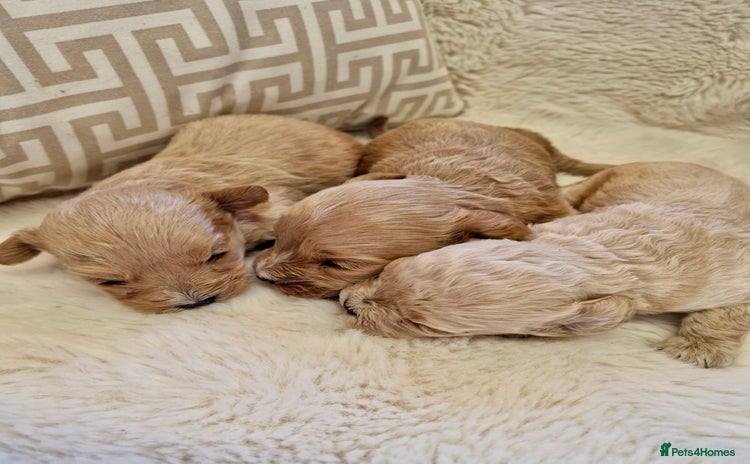 Cavapoochon dogs - Advert 2