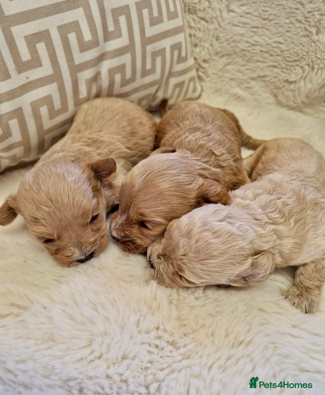 Cavapoochon dogs for sale: Cavapoochon puppies DNA/PRA/KC Health Clear 🤍 - Image 2