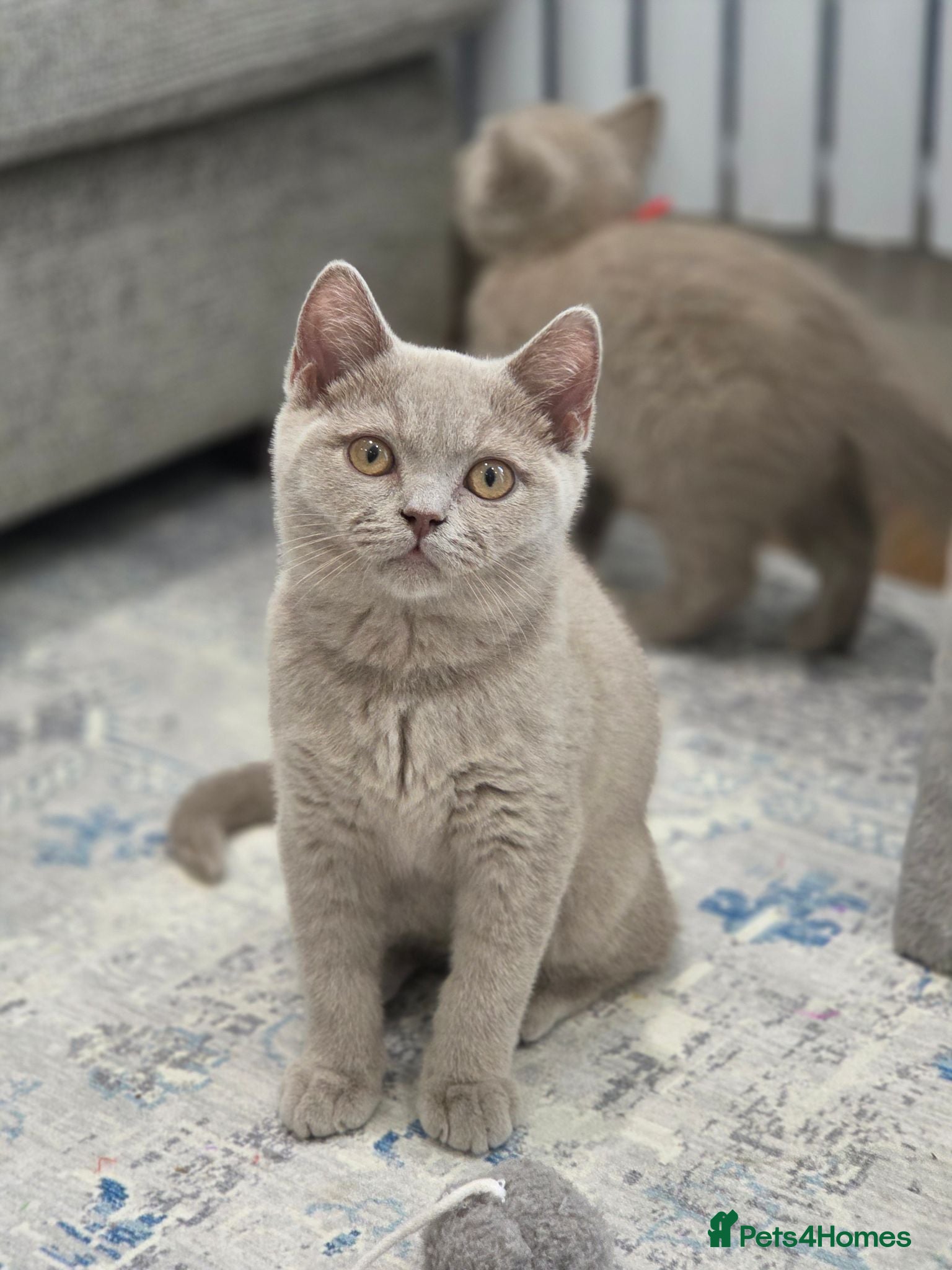 British Shorthair cats Gorgeous British Shorthair ✨️ Fawn Kitten ✨  - Advert 1