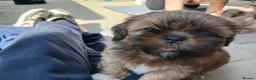 Shih Tzu dogs for sale: Shih-tzu puppy's for sale  - Advert 35