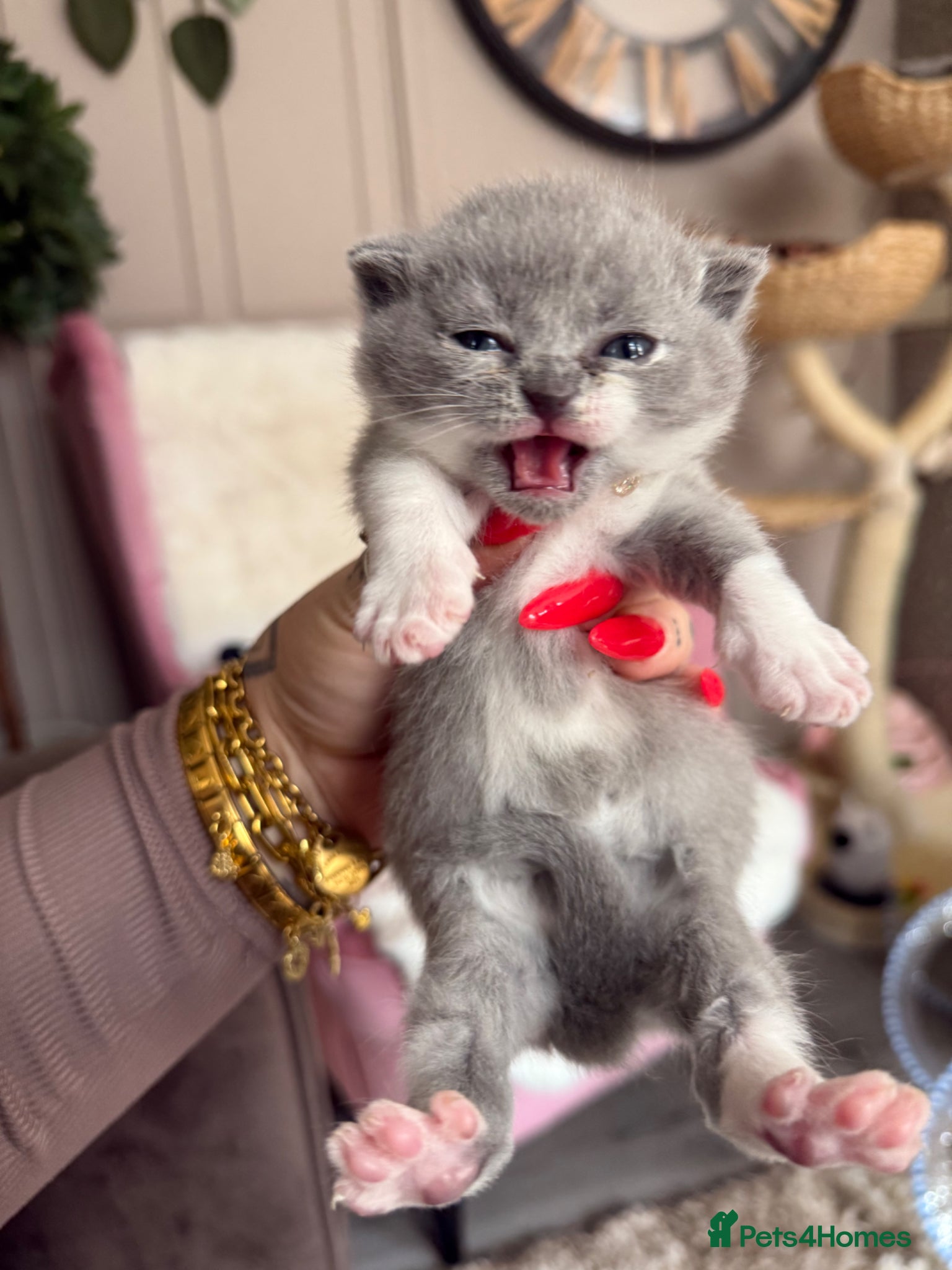 British Shorthair cats British Shorthair Kittens Champion Line 😻🥇🏆 - Advert 5