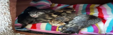 Mixed Breed 5