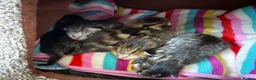 Mixed Breed cats for sale: Adorable Fluffy Tabby MaineCoon mixed Kitten🐱💕  - Advert 25
