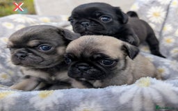Pug dogs for sale: Quality PUG puppies. Fawn.Black and Blue/Tan - Image 19