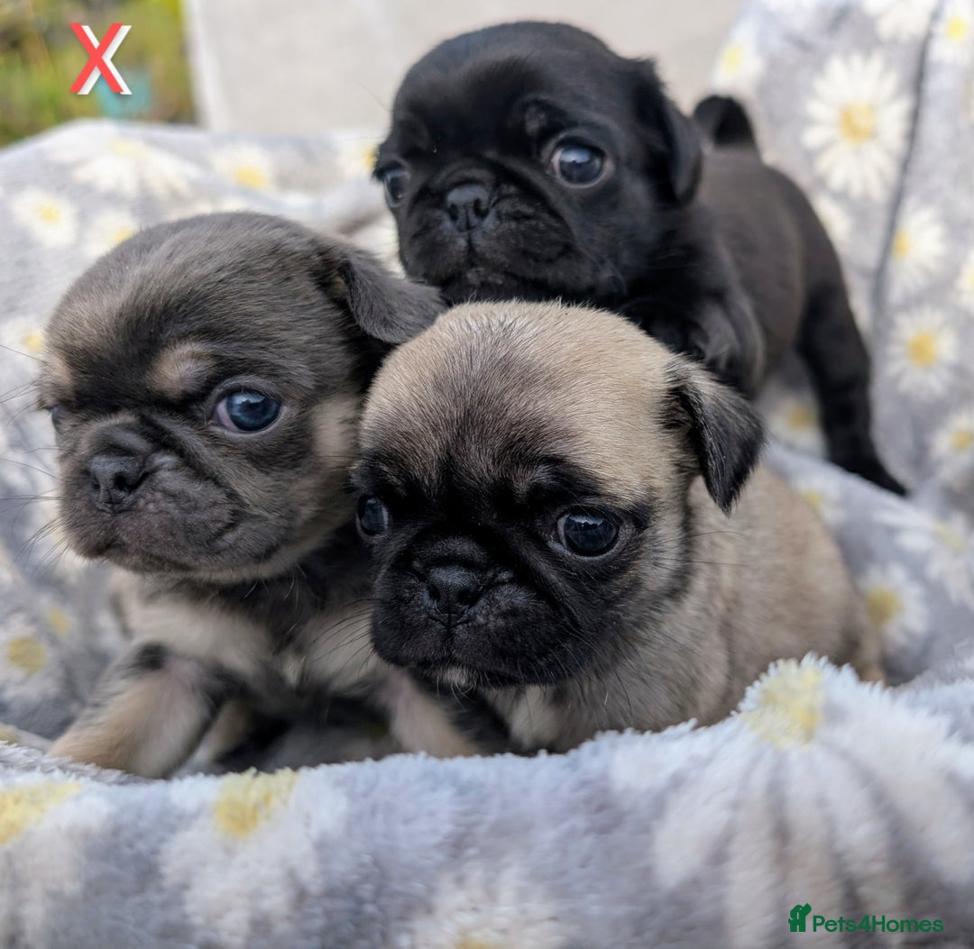 Pug dogs for sale: Quality PUG puppies. Fawn.Black and Blue/Tan - Image 19