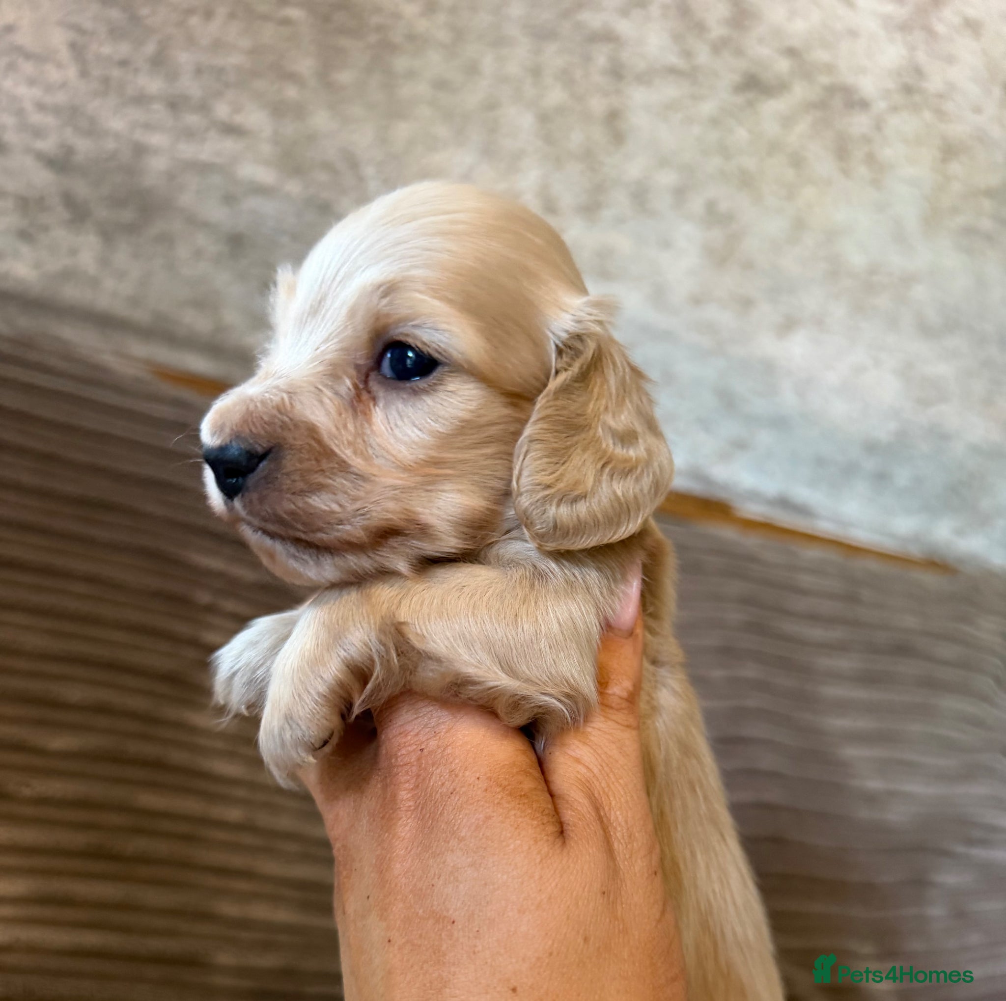 Miniature Dachshund dogs Miniature longhaired dachshunds  - Advert 1