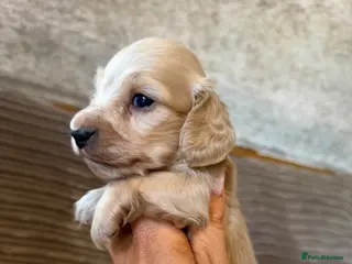 Miniature Dachshund dogs Miniature longhaired dachshunds - Advert 2