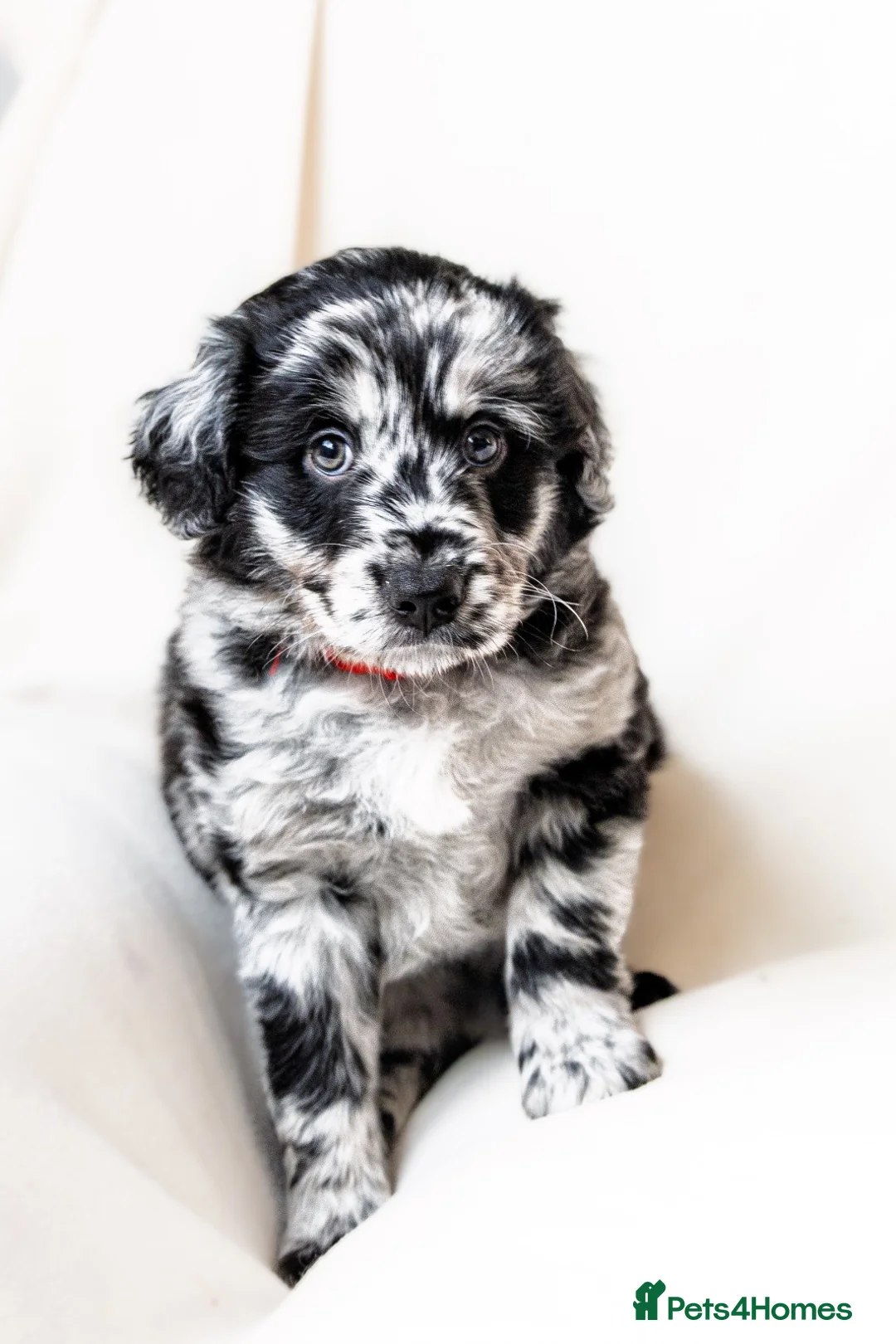 Mixed Breed dogs for sale: ☀️🌙Waiting list open🌙☀️ - Advert 13