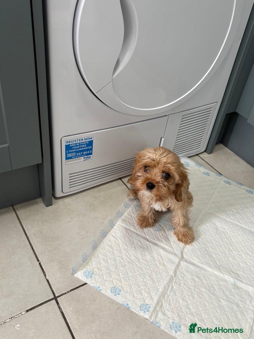 Cavachon dogs for sale: Teddy bear  male  cavachon puppy for sale - Advert 1