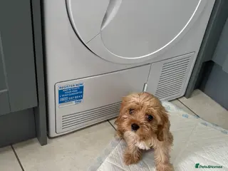 Cavachon dogs Teddy bear male cavachon puppy for sale - Advert 6