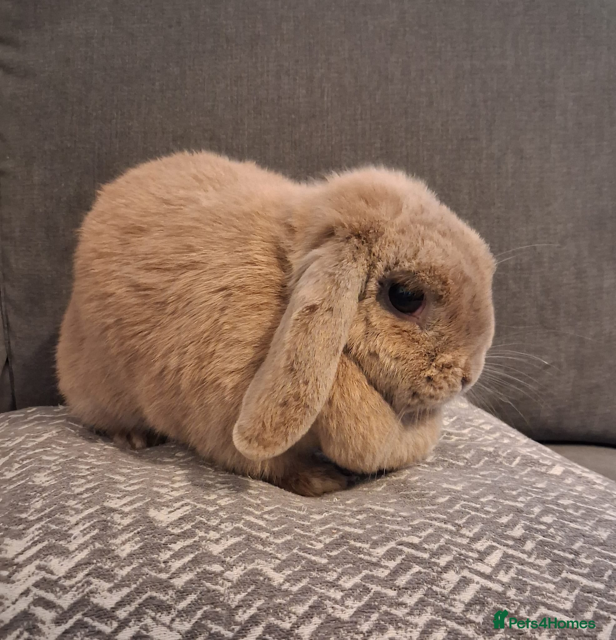 Mini Lop rabbits Mini lop looking for new home - Advert 1
