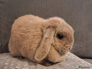 Mini Lop rabbits Mini lop looking for new home - Advert 1