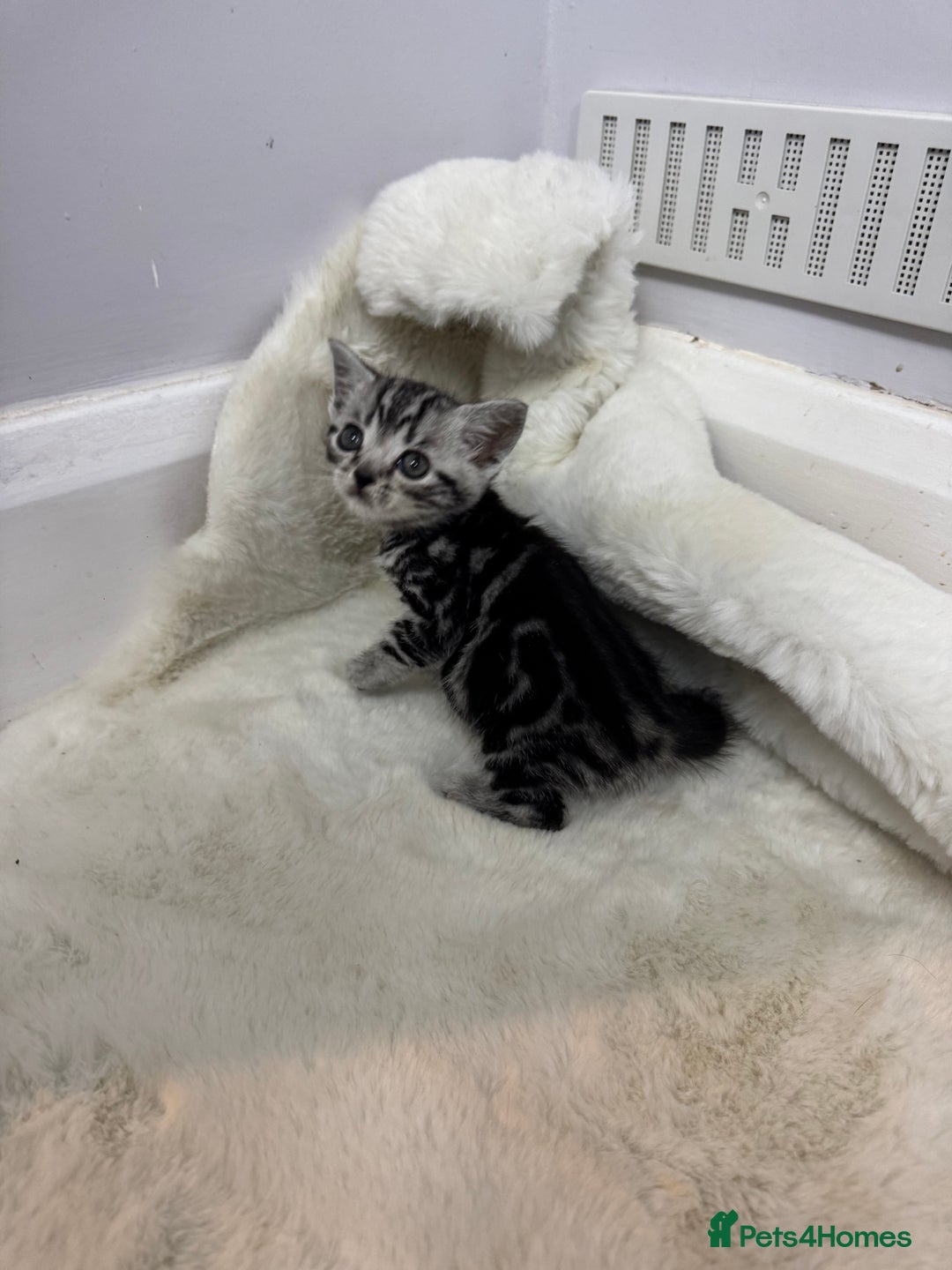 British Shorthair cats for sale: British shorthair silver tabby boy  - Image 3