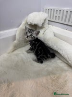 British Shorthair cats - Advert 11