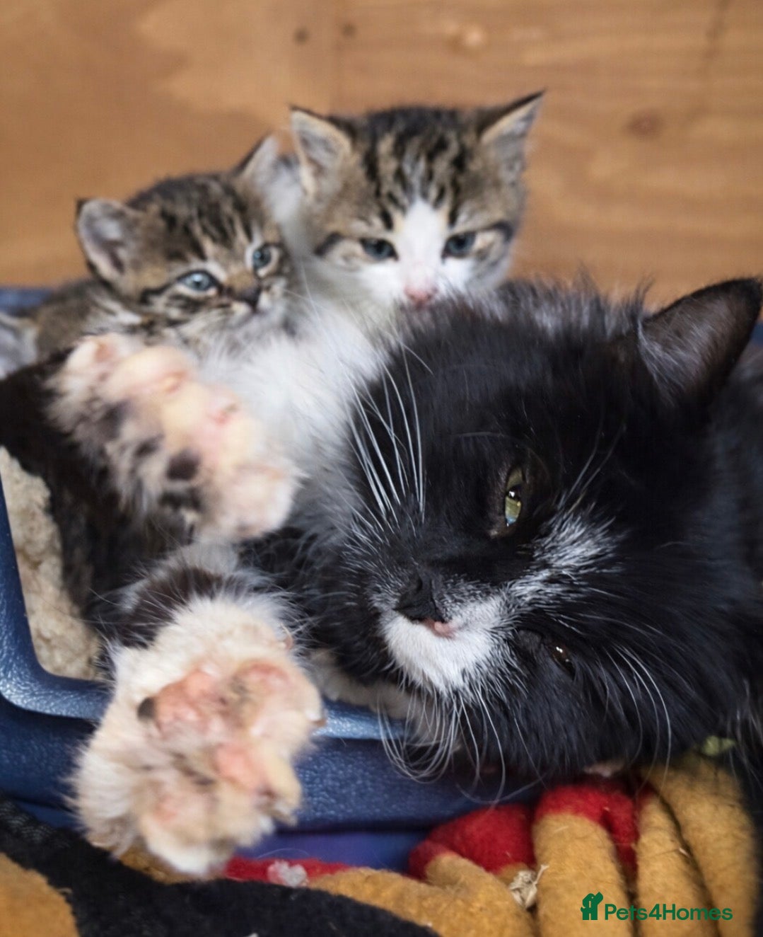 Mixed Breed cats Kittens  in Bordon - Advert 2