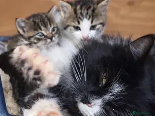 Mixed Breed cats Kittens in Bordon - Advert 1