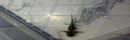 Axolotl reptiles for sale: Axolotl in Exeter - Advert 3